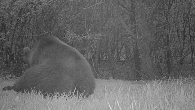 Medvěda zachytila myslivecká fotopast ve žlebu Vinohrady poblíž Mistřic na Uherskohradišťsku.