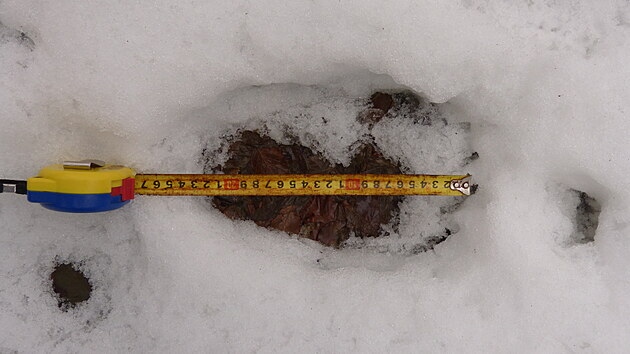 Stopa medv�da zachycen� v Javorn�k�ch nedaleko Lu�n�.