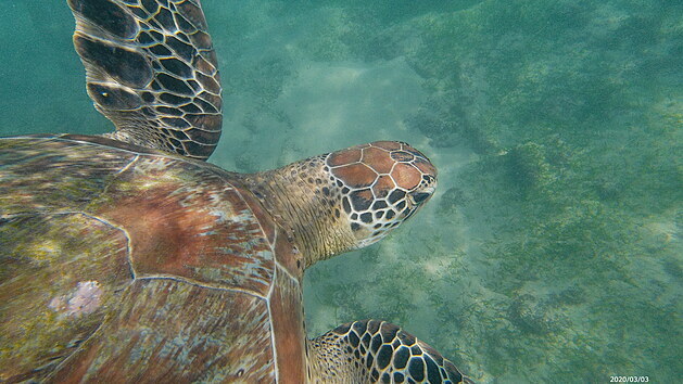 Je nádherné pozorovat ladnost želv ve vodě.