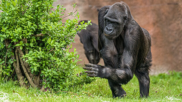 Samice Kijivu, matka Kiburiho a Nurua, p�i vyb�r�n� si nejchutn�j��ch soust ve v�b�hu, kter� se sv�e zazelenal teprve ned�vno.