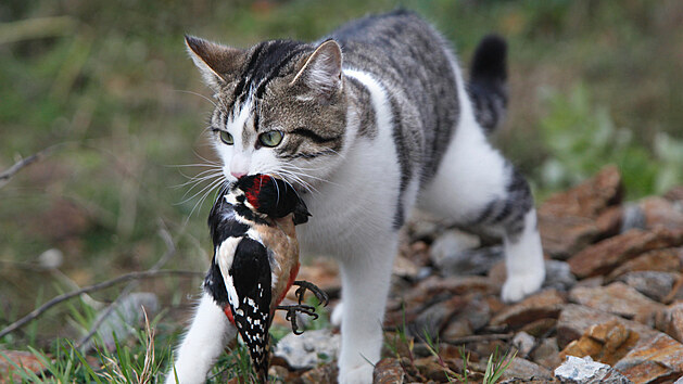 Lov ptáků patří bohužel k odvrácené straně volného pohybu koček venku. Navíc většinou neloví, protože by měly hlad. Jen uspokojí svůj pud, který lze potlačit každodenními hrami, které jim potřebu lovu alespoň částečně nahradí.