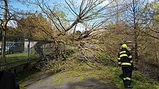 V Sokolově spadl strom na matku s dvouletými dvojčaty. (4. května 2021)