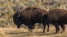 Stádo bizon v americkém Yellowstonském národním parku. (16. záí 2020)