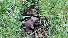 ilustra�ní snímek