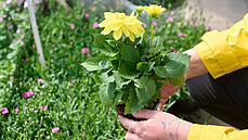 Farmá�ský trh Floria v Krom��í�i (kv�ten 2021)