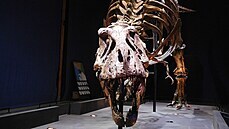 Rekonstruovaná kostra dosplého exempláe druhu Tyrannosaurus rex, známá pod...