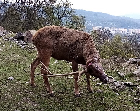 Sedmiletý jelen Max překonal s hmotností paroží dosavadní rekord samce Timura....