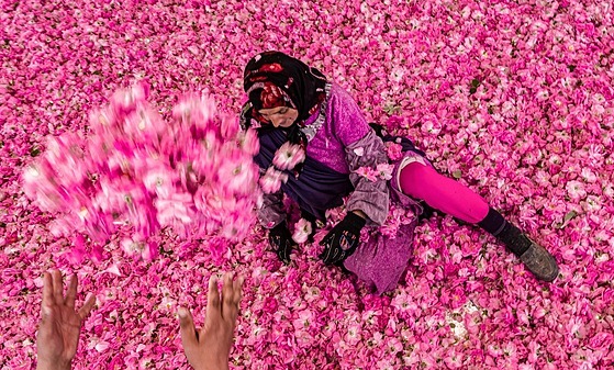 Sběr růžových květů, z kterých se dělají parfémy a vonné oleje, v Maroku. (26....