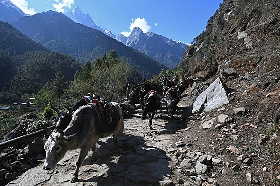 Nepálský dobytek na cest k Mount Everestu (23. dubna 2021)