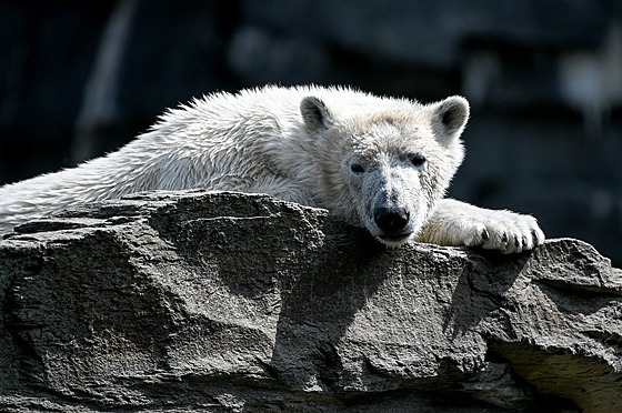 Lední medvíd Hertha odpoívá ve výbhu berlínské zoo. (28. dubna 2020)