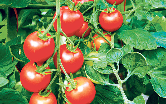 Bejbino. Velmi rané koktejlové raj�e s mimo�ádn� chutnými plody o...