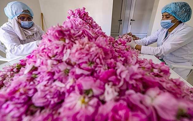 Oteplování ohrožuje výrobce parfémů, ničí květiny pro oblíbené vůně