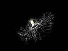 Za absolutního zvíecího rekordmana v délce ivota je povaována medúza...