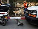 ena se psem jde kolem pozstatku rakety, kterou z Pásma Gazy na Jeruzalém...