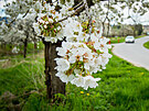 V okolí Lhenic na Prachaticku u nkolik dní kvetou ovocné stromy. Pozdjí...