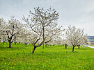 V okolí Lhenic na Prachaticku u nkolik dní kvetou ovocné stromy. Pozdjí...