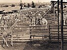 Africk kemp v zoo na snmku okolo roku 1969. Soust bylo nkolik pstek...