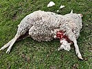 Po �toku vlka p�i�la chovatelka o ovci.
