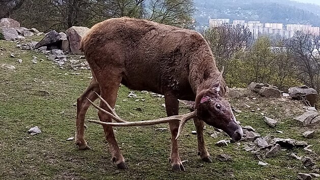 Sedmiletý jelen Max překonal s hmotností paroží dosavadní rekord samce Timura. Timurovo paroží vážilo 5,3 kilogramu, to Maxovo celých sedm kilogramů.