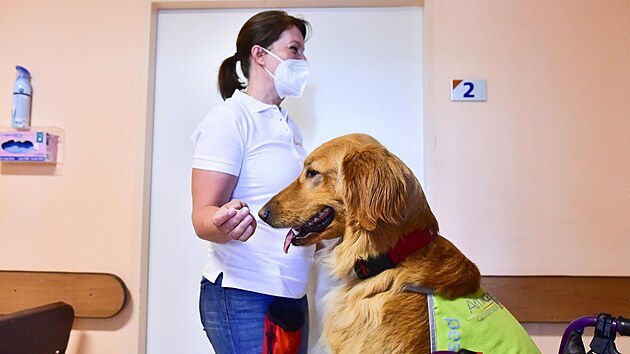 Canisterapeutka Blanka Hašová a její fenka Bella pomáhají pacientům i personálu valašskomeziříčské nemocnice.