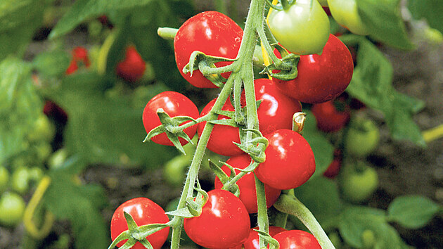 Manuál pro pěstitele: papriky a čili (chilli) papričky - iDNES.cz