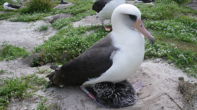 Albatrosice Wisdom (esky Moudrost) vyvd mlata jet v 70 letech. V pta i je coby matka nedostinou rekordmankou.