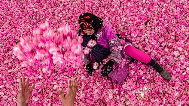 Sběr růžových květů, z kterých se dělají parfémy a vonné oleje, v Maroku. (26. dubna 2021)