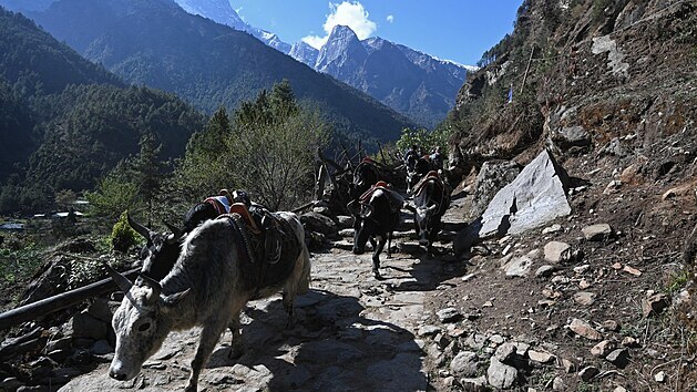 Neplsk dobytek na cest k Mount Everestu (23. dubna 2021)