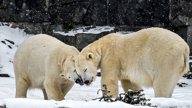 Ledn medvd Hertha (vlevo) se se svou matkou Tonjou petahuje o kus ledu ve vbhu berlnsk zoo. (9. nora 2021)