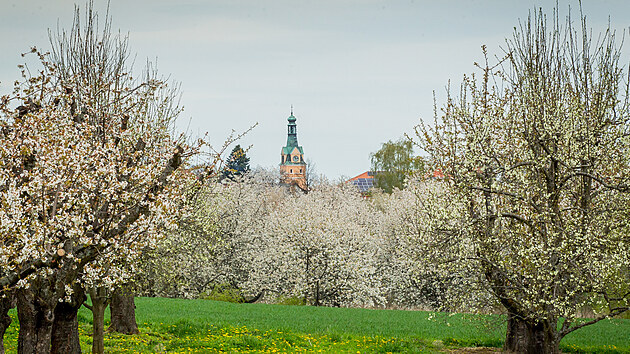 V okolí Lhenic na Prachaticku už několik dní kvetou ovocné stromy. Pozdější nástup jara by úrodu ohrozit neměl, pokud nedorazí mrazy.