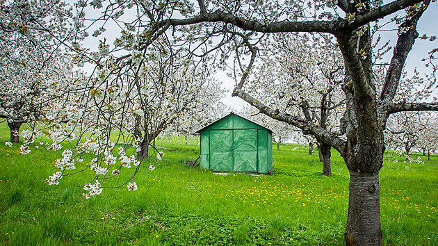 V okolí Lhenic na Prachaticku už několik dní kvetou ovocné stromy. Pozdější nástup jara by úrodu ohrozit neměl, pokud nedorazí mrazy.