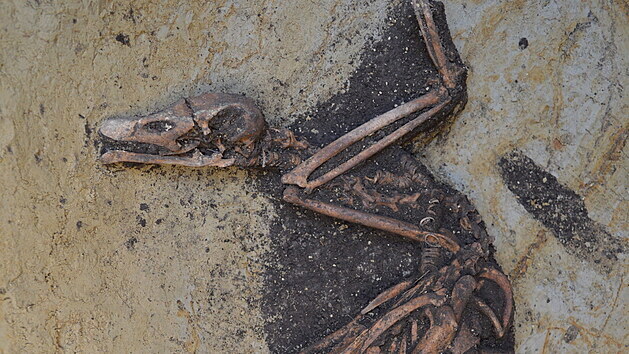 V zásobní jámě u velkomoravské vesnice na území dnešních Mutěnic našli archeologové kompletní kostru husy.