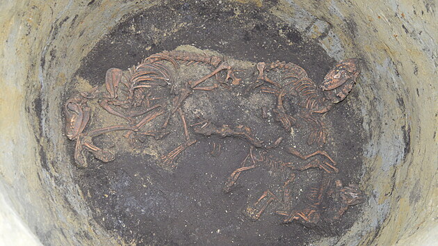 V zásobní jámě u velkomoravské vesnice na území dnešních Mutěnic našli archeologové několik koster psů.
