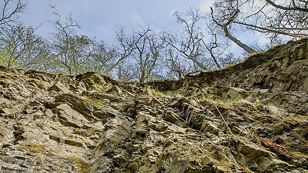 Břidlicová stěna mezi Neslovicemi a Zbýšovem na Brněnsku ukrývá zkameněliny rostlin a ryb z prvohorního jezera.
