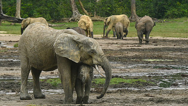 Sloni pralesn  kriticky ohroen druh  na pirozen salin Dzanga Bai uprosted stedoafrickch les dobvaj minerly obsaen v pd. (Save-Elephants, CAR, 2019)