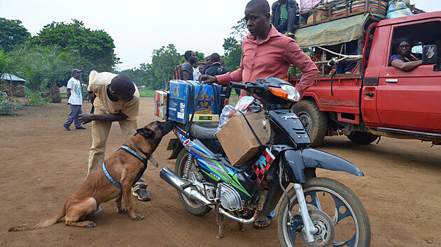 Výcvik a nasazení jednotek detekčních psů v Kongu, určených na vyhledávání pašeráckého kontrabandu, byl po mnoho let jednou z hlavních aktivit, kterou členové spolku Save-Elephants v Africe podporovali a zajišťovali.
Psi, většinou belgičtí ovčáci malinois, jsou speciálně vycvičeni na vyhledávání slonoviny, bushmeatu, luskouních šupin, levhartích kůží, zbraní i munice. (Save-Elephants, Congo, 2015)