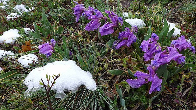 Při instalaci klecí v polovině dubna ještě ochránce přírody překvapil poslední sníh, který pokryl vrchol Děvína.