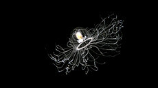 Za absolutního zvíecího rekordmana v délce ivota je povaována medúza...