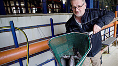 Poslední ti roky produkovalo koenovské pstruhaství kolem 500 tun ryb ron,...