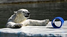 Lední medvíd Hertha si hraje v berlínské zoo. (28. dubna 2020)