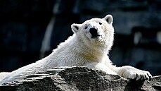 Lední medvíd Hertha odpoívá ve výbhu berlínské zoo. (28. dubna 2020)