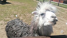 Lama z Karl�tejna
