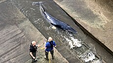 Záchranái v Londýn vyproovali velrybu, která uvízla v ece Temi. Podle...