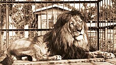 Legendární lev Rémus na snímku okolo roku 1951. Jeho expozice byla postavena...