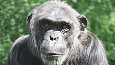 Z plze�ské zoo p�i�la smutná zpráva. Ve v�ku 28 let uhynul �impanzí samec Bask.