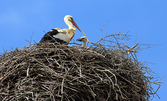 Čapí samice se stará o zbylá mláďata v hnízdě na továrním komíně nad střechou...