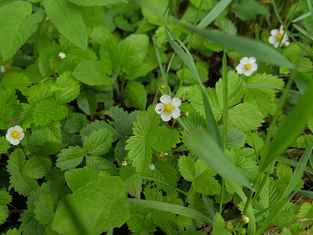 Spousta lid ani netu, jak vechny se daj sbrat a jak jsou zdrav...