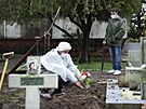 Pracovník hbitova klade kvtiny na hrob obti covidu-19 na hbitov v Buenos...
