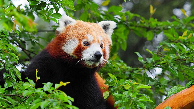 Bratří François a Gérard jsou velkou novinkou v olomoucké zahradě. Pandy červené na Hanou dorazily při příležitosti 65. výročí Zoo Olomouc, které připadá na červen.