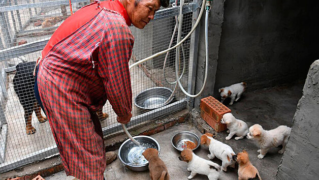 N�kter� zv��ata, kter� byla zachr�n�na z dod�vky asi 160 dom�c�ch mazl��k� nalezen�ch v �cheng-tu v provincii S'-�chuan.